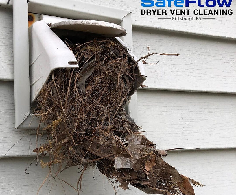 Need a Proper Bird Guard?